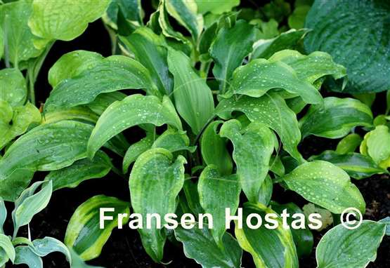 Hosta Monkey Business - Fransen Hostas